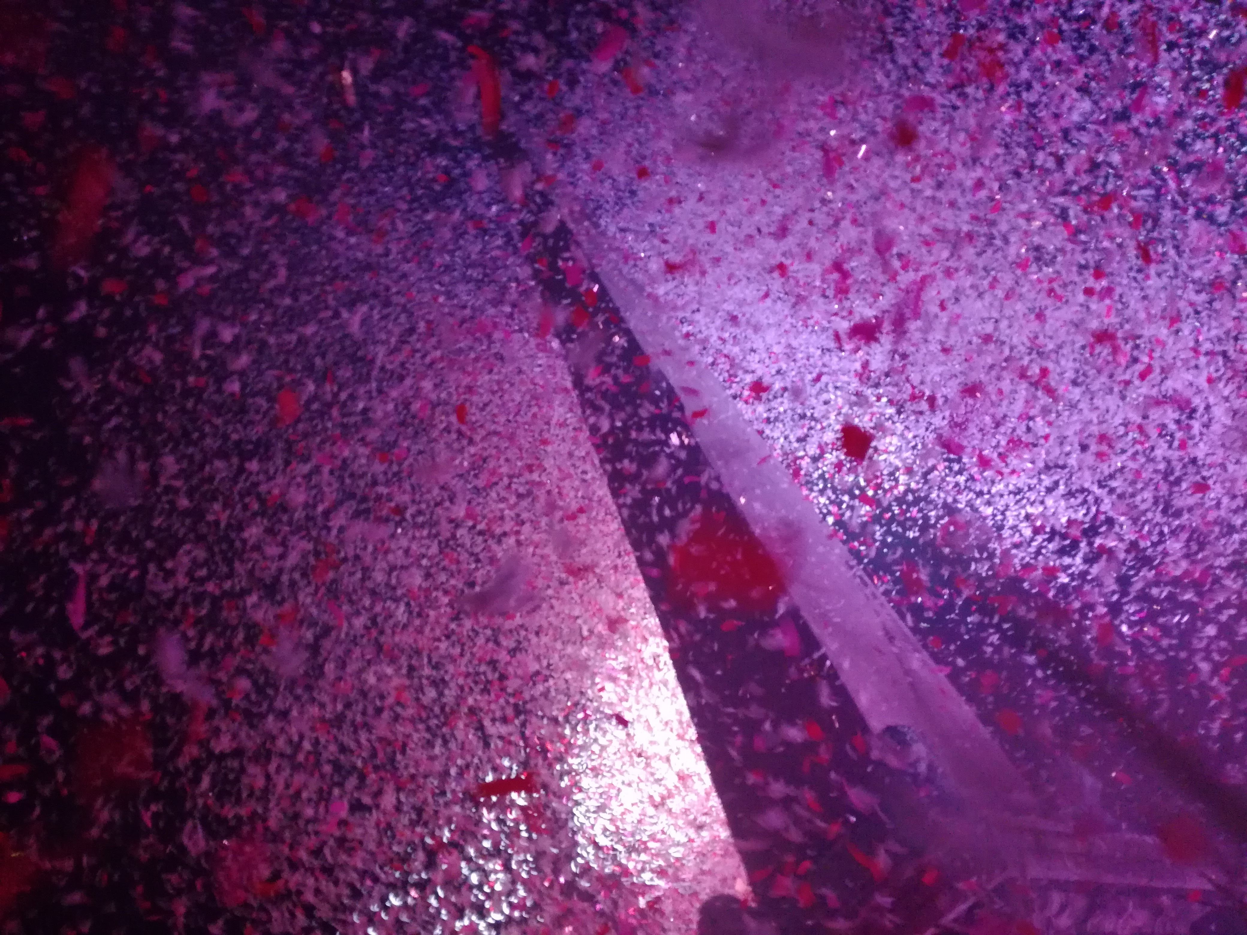 Arles Christmas festival