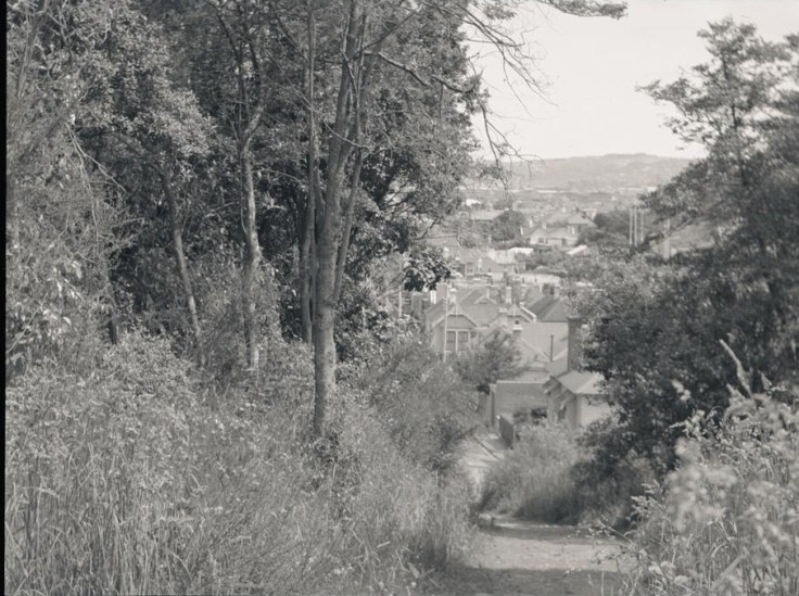 Dunedin town belt (Source: Hocken Library)