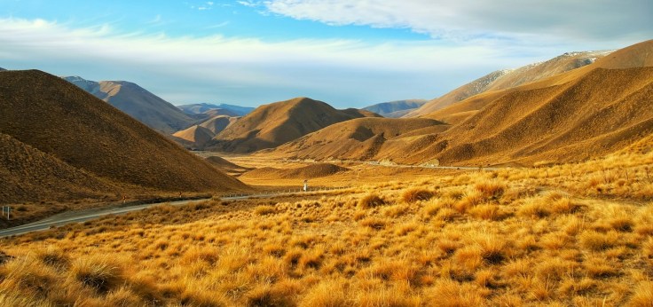 Tussock in Lindis Pass (Source: Eugene Quek, Unsplash)